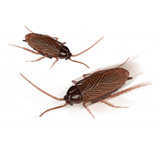 Жук игрушка 9902A